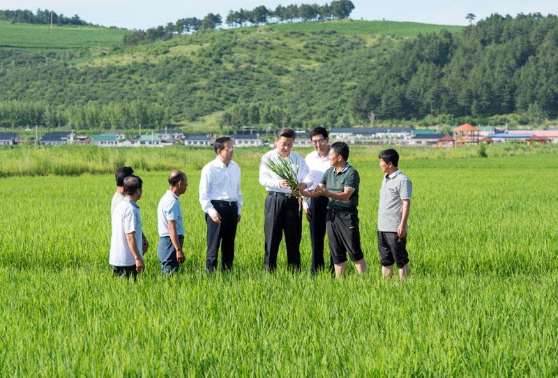 2015年7月16日，習近平總書記在吉林延邊州光東村稻田同村民和農技人員交流。
