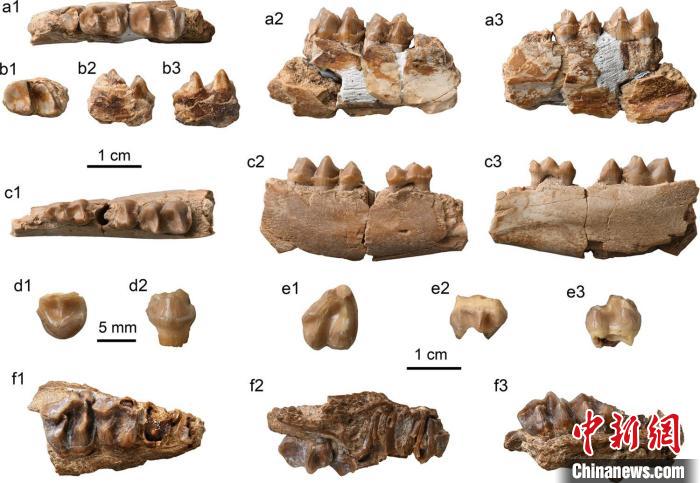 最新化石研究：貘和犀分異時間不晚于5000萬年前