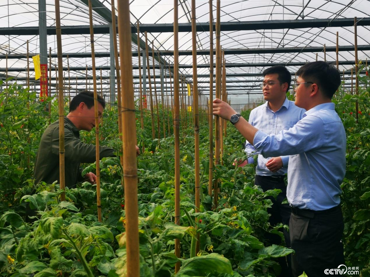蔬菜大棚負責人向農行閩侯支行客戶經理介紹蔬菜種植情況。