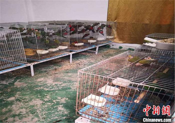 廣東惠州破獲一起特大非法出售瀕危保護動物案件