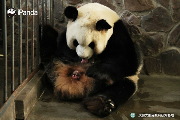 2020年全球首對圈養大熊貓雙胞胎誕生