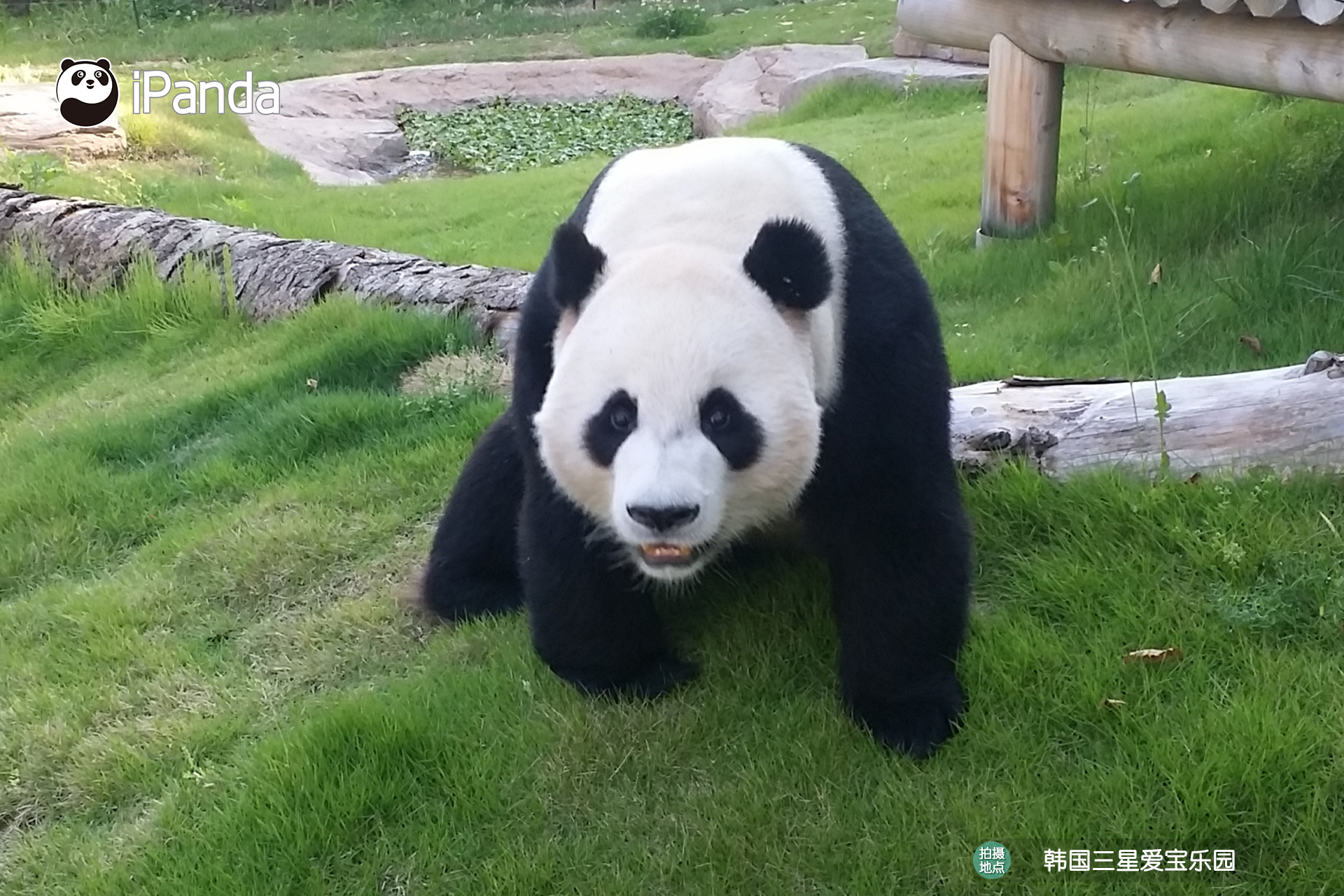 大熊貓“華妮”（韓國呼名：“愛寶”）