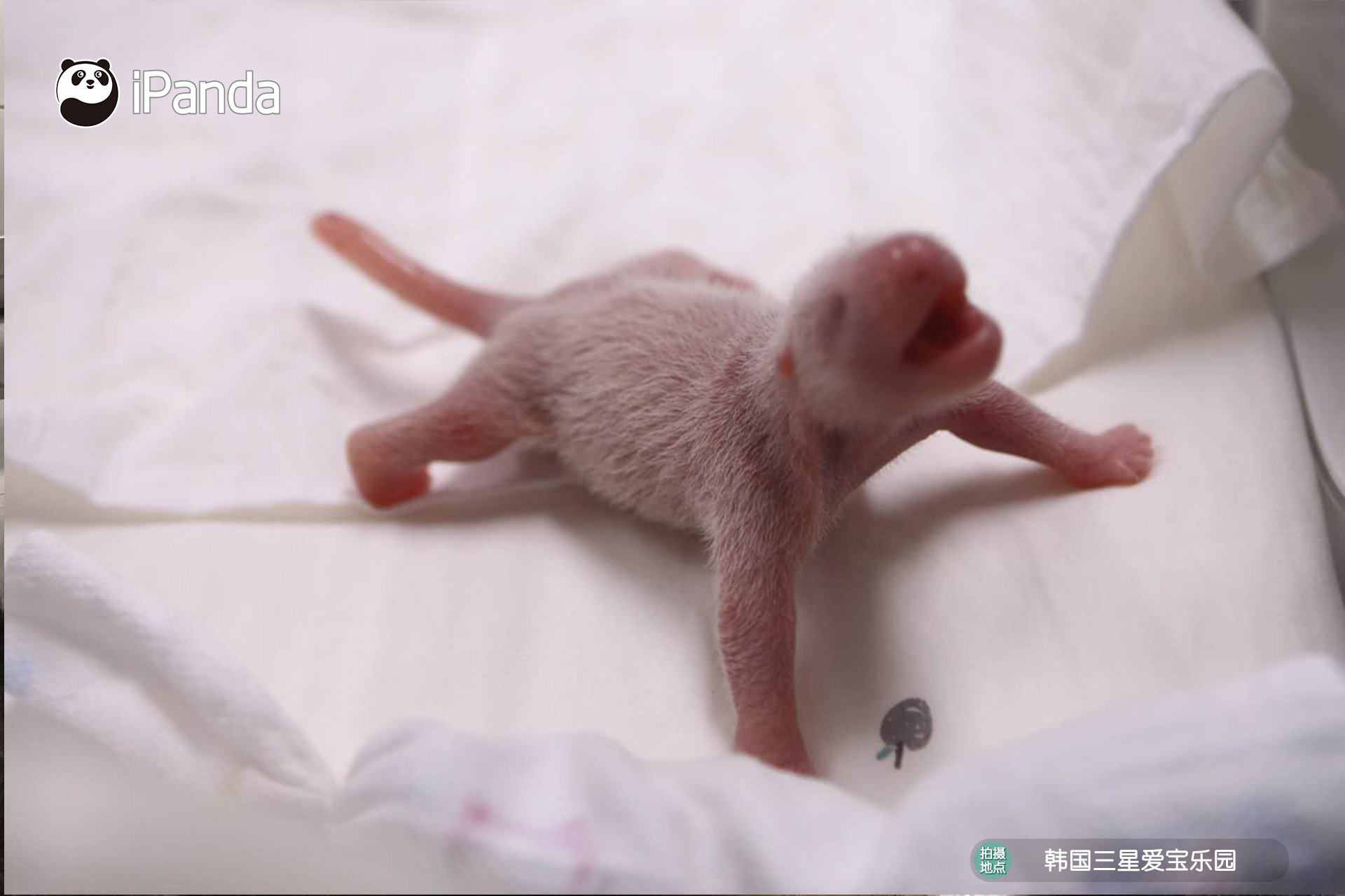 首只在韓國誕生的熊貓寶寶