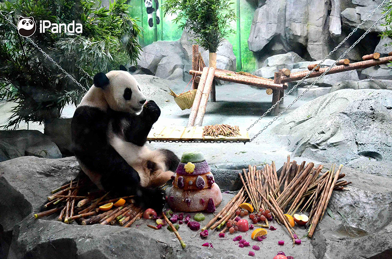 大熊貓“成對”正在吃竹筍