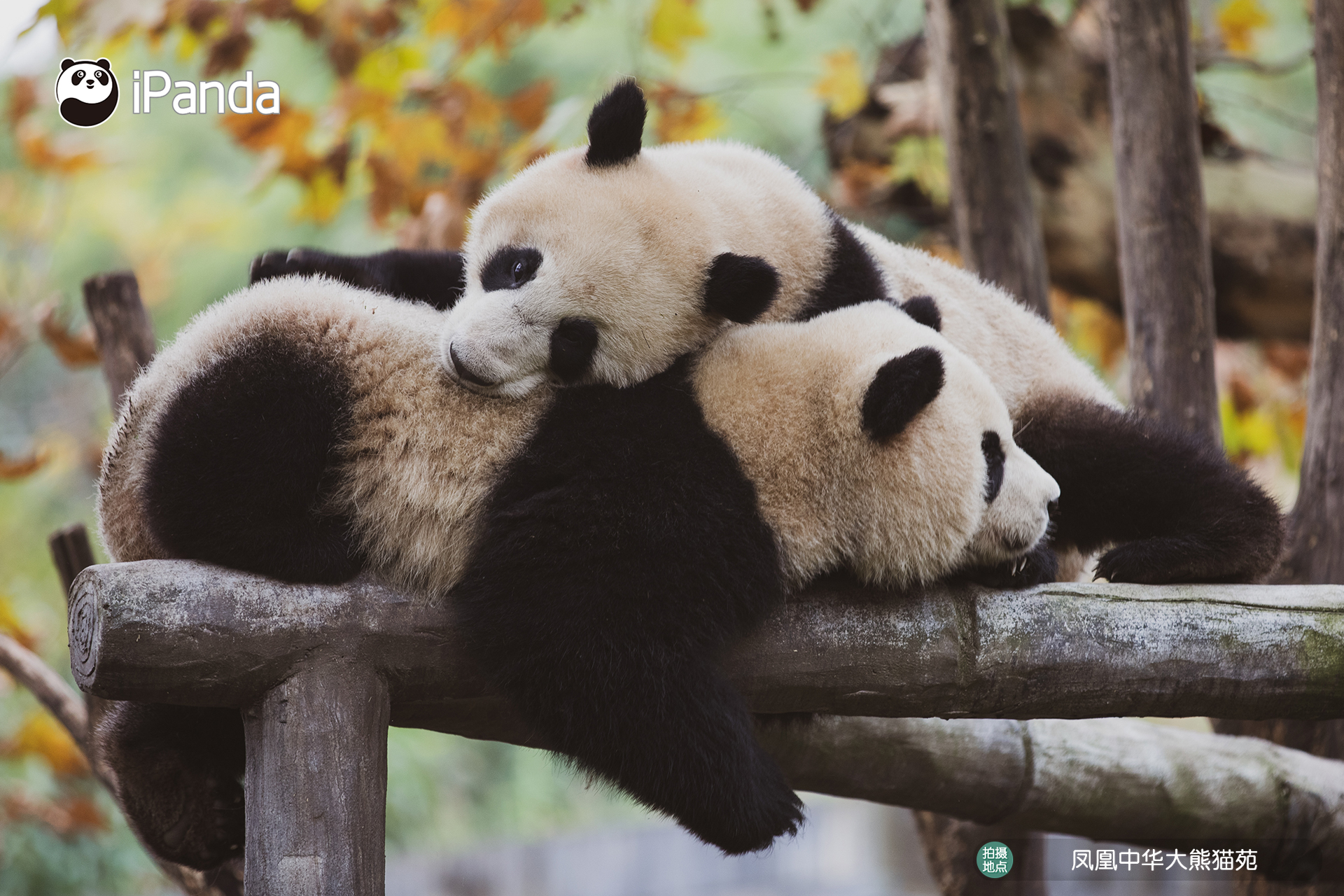 大熊貓“玉壘”“興安”