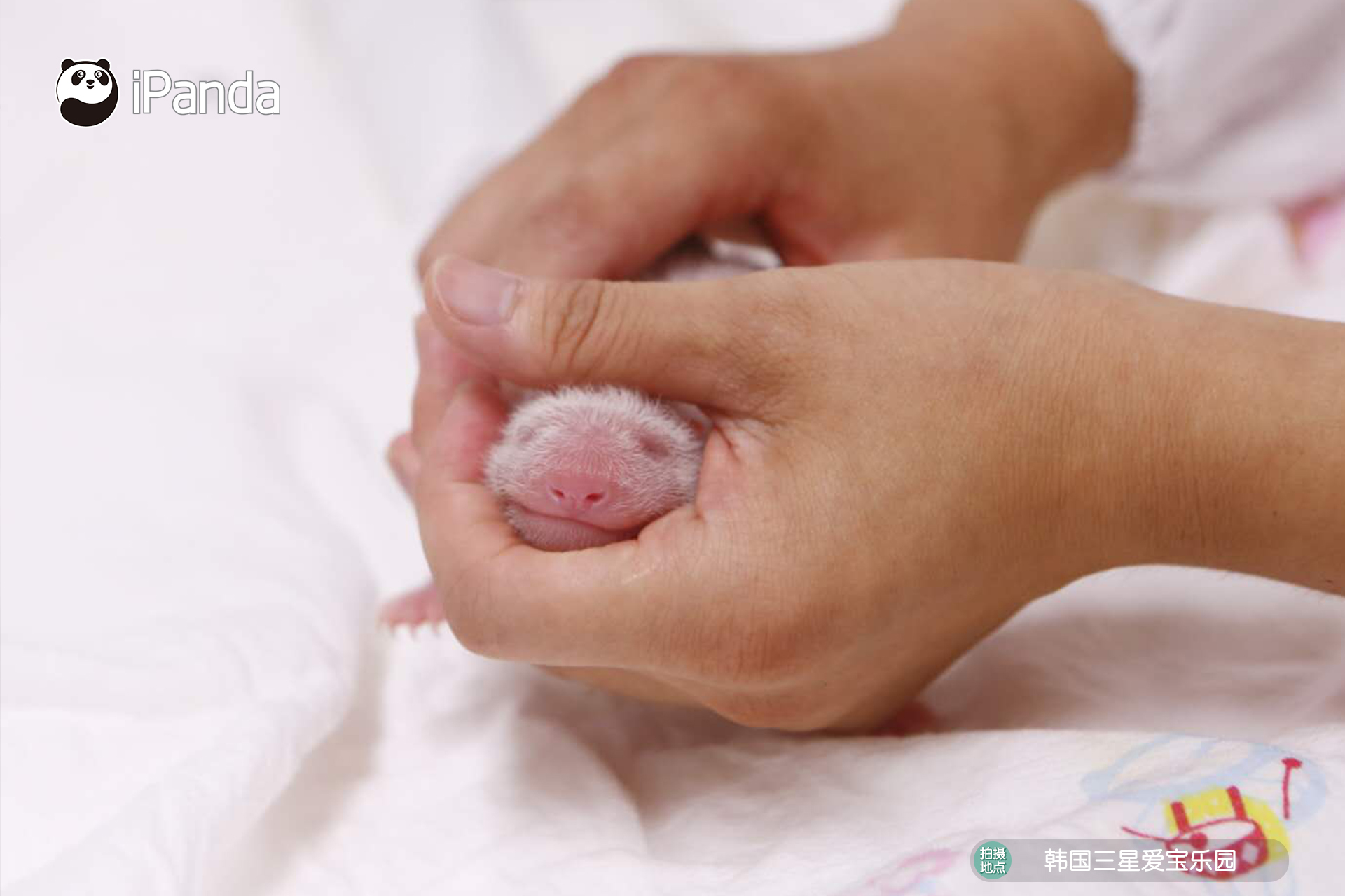 飼養員正在照顧剛出生的熊貓寶寶