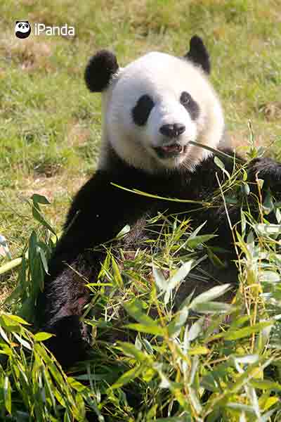 旅居比利時天堂公園的大熊貓