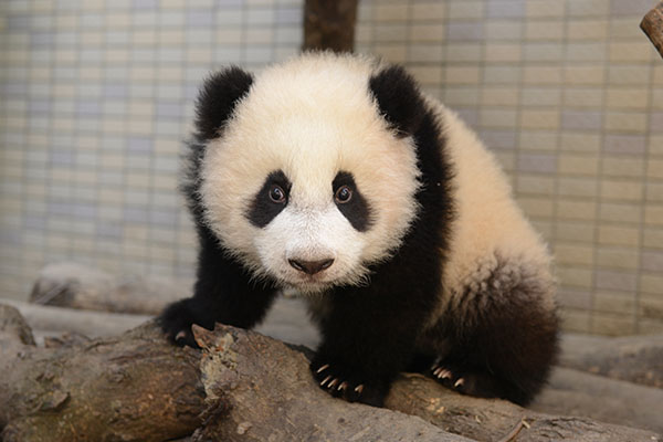 大熊貓“圓仔” 圖源台北動物園