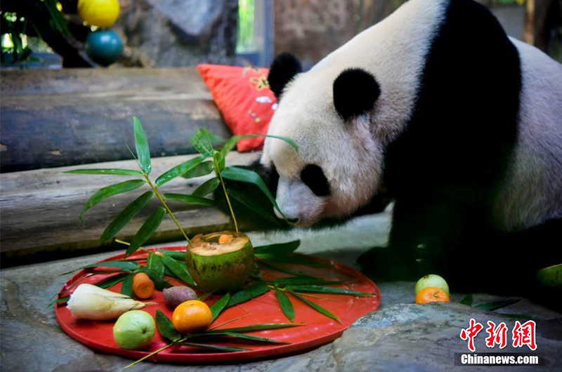 圖為：熊貓“貢貢”品嘗特製“元宵大餐”