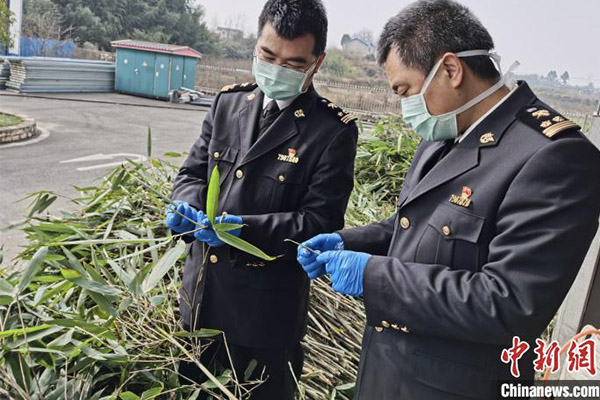  海關工作人員對出口俄羅斯的9件、527公斤大熊貓食用鮮竹進行現場檢疫