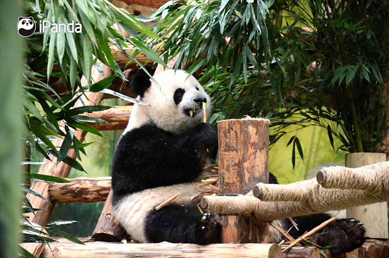 大熊貓“思一”正在吃竹葉