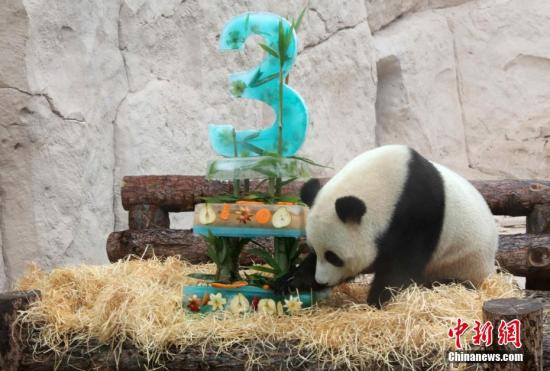 圖片為：當地時間2019年7月31日，大熊貓在吃自己的“生日蛋糕”