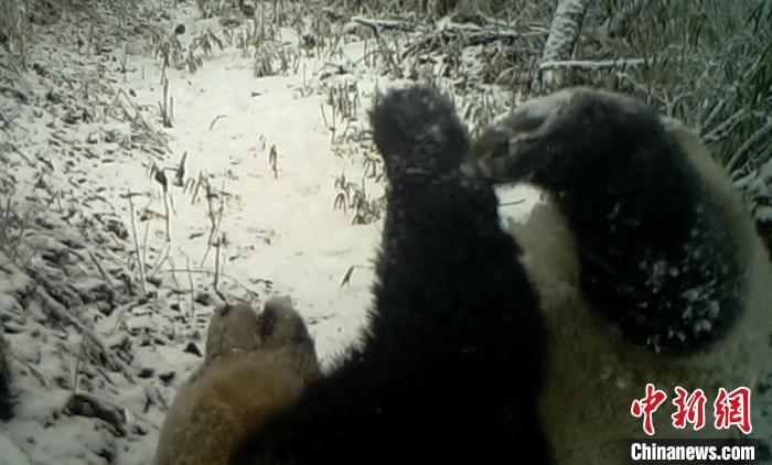 野生大熊貓“練瑜伽” 寶興蜂桶寨保護區 供圖
