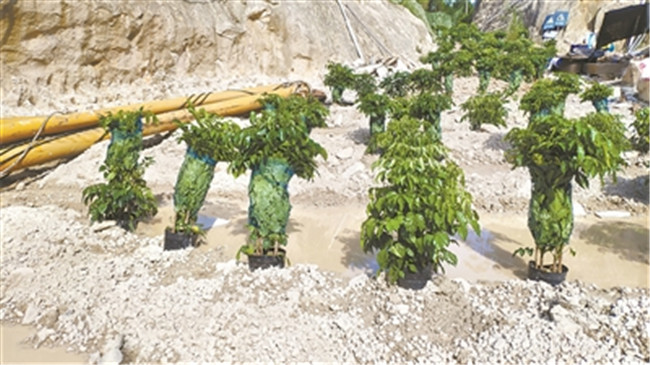2019年7月，福建省漳浦縣某企業為應付檢查搞“盆栽式復綠”，被環保督察人員逮個正著。