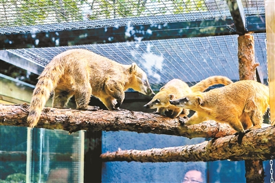 北京動物園小型食肉動物搬 新家 模擬8種生態環境 新聞頻道 央視網 Cctv Com