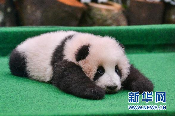 這是11月17日在位於馬來西亞吉隆坡的國家動物園拍攝的大熊貓寶寶。 新華社發（張紋綜攝）