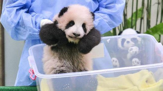 11月17日，在位於馬來西亞吉隆坡的國家動物園，工作人員照顧大熊貓寶寶。 新華社發（張紋綜攝）