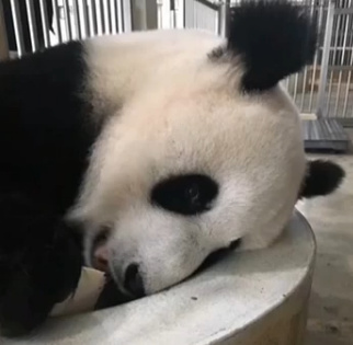 大熊貓“靚靚”