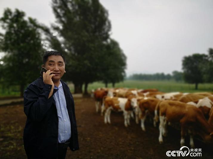吳雲波在幼牛培育基地打電話。（何川 攝）
