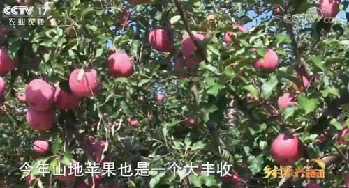 陜西綏德：山地蘋果喜豐收 農民增收有保障