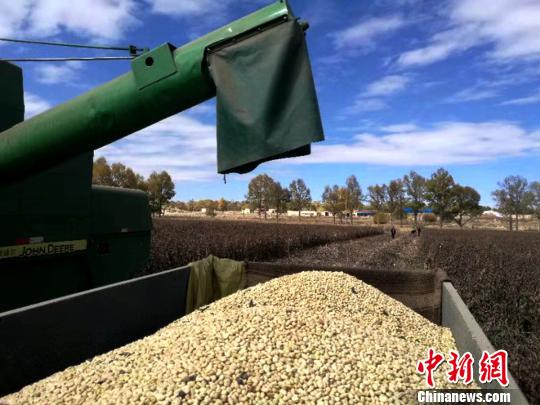 青海藏區推廣蠶豆新品種機械化使生産效率提高20倍