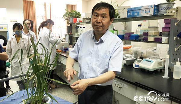 康振生：矢志小麥病害研究三十多年 讓中國農業科研成果“走出國門”