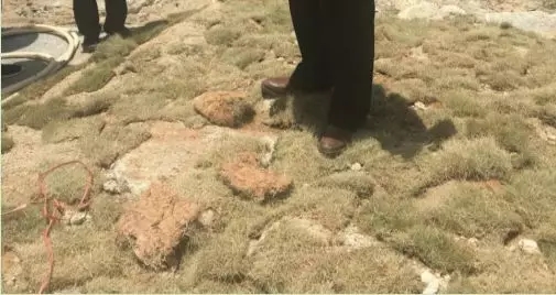 漳浦綠地建材貿易有限公司在混凝土上鋪設草皮