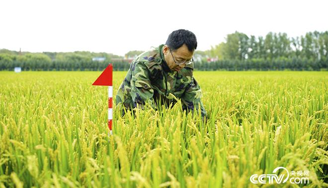 金立軍在試驗田中察看水稻長勢。