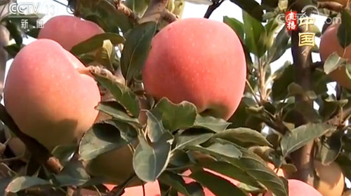 山東：蘋果種植新技術 提升産量和品質