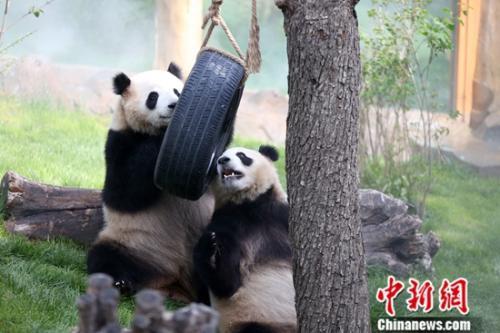 圖為大熊貓在館內玩耍。中新社記者 羅雲鵬 攝