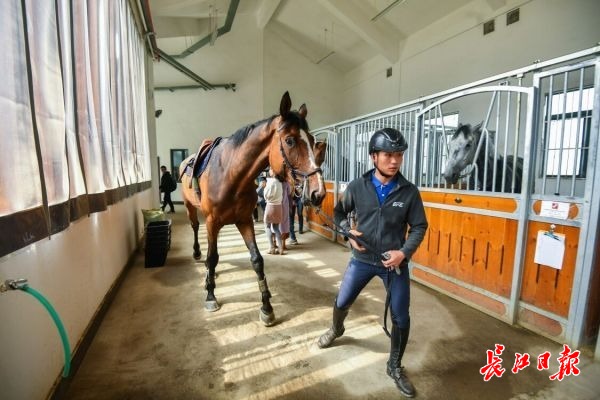 軍運會比賽用馬在武漢商學院馬術場接受訓練。 記者李葳 攝