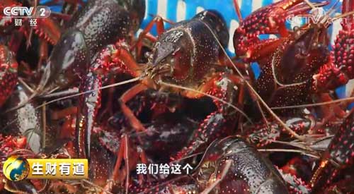 安徽滁州：美味小龍蝦 富了千萬家