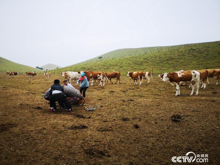 瑪拉沁艾力養殖合作社接生難産小牛。（何川 攝）