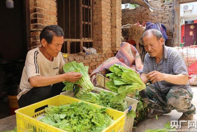 余明勝（左）整理即將出售的蔬菜（央廣網發 羅文博 攝）
