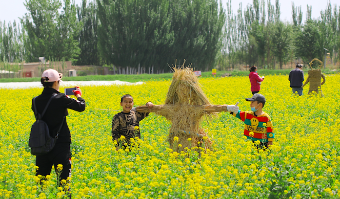 新疆博湖縣塔溫覺肯鄉蕪菁種植基地進入盛花期，吸引不少遊客前來觀賞。（年磊 攝）