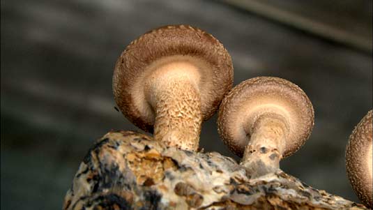 《高山菌菇“香”四季》