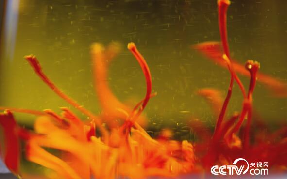 綠色時空：珍貴“紅花”藏自崇明島 1月28日