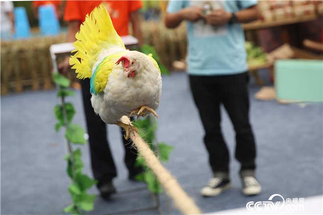 “牛雞中的戰鬥雞”：挑戰走麻繩，最遠能走多少米？