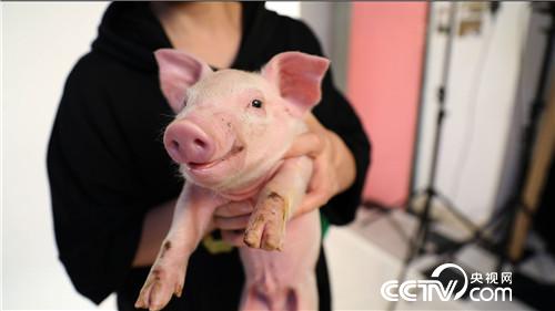 美女老師快樂養豬 一頭多賣3000多元
