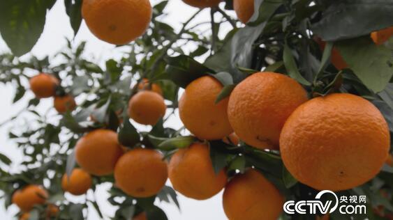 綠色時空：這款橙子可以“吸”著吃 1月20日