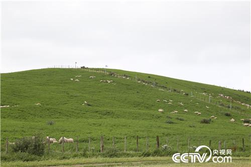 [致富經]我們在新西蘭養綿羊 20190409 