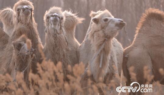綠色時空：駱駝在平原 “走”出花樣財富 5月26日