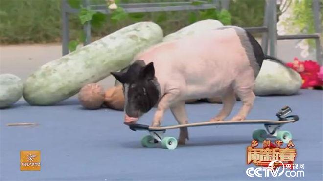 1、這只小豬要火！滑板、踢球，樣樣行？