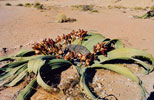 Namibia Scenery 