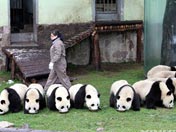 Los Pandas serán estrellas en la Expo Mundial