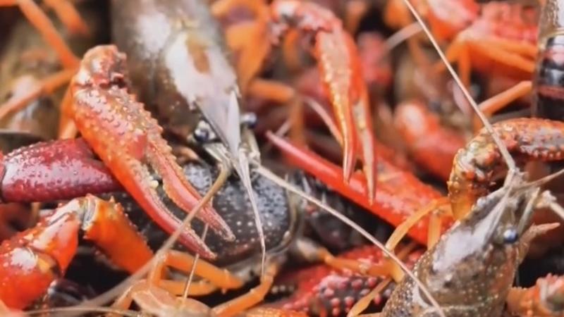 Crayfish put on market in E China's Shandong Province