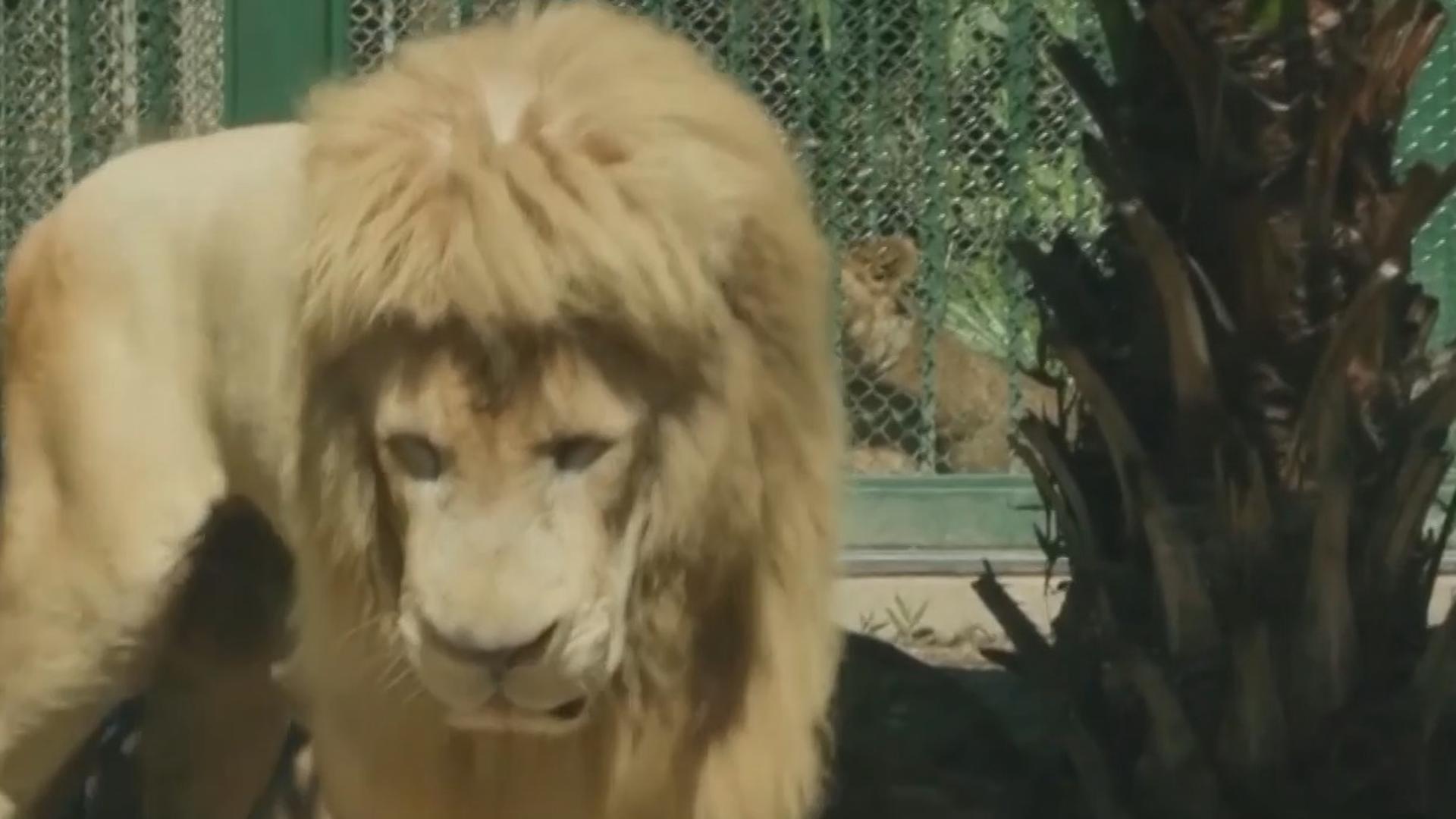 Lion becomes Guangzhou Zoo's mane attraction with unique haircut