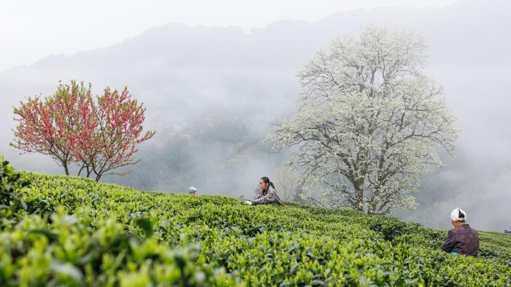 Scenery of tea garden in S China's Guangxi