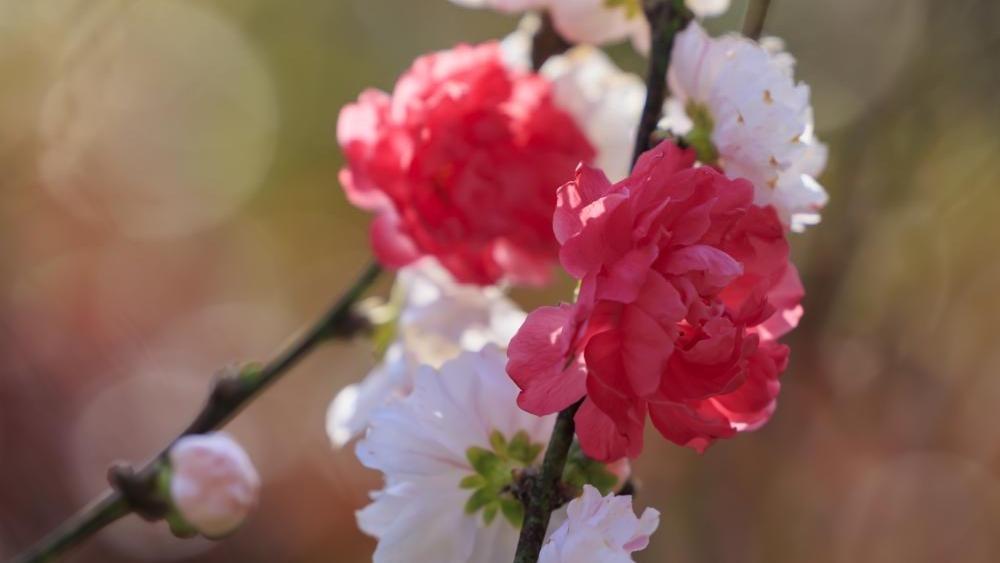Two-colored peach blossoms bloom in China's Yunnan