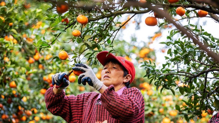 Farmers harvest oranges in Chongqing
